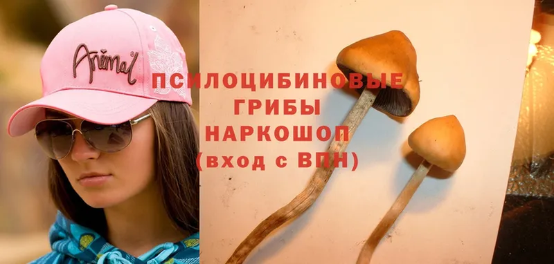 Псилоцибиновые грибы Cubensis  OMG зеркало  Урус-Мартан 